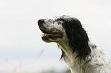 SETTER ANGLAIS 282
